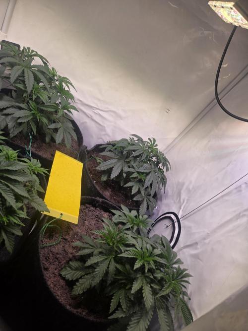 Dark Matter x Black Magic | Potion 🇺🇸. Week 4