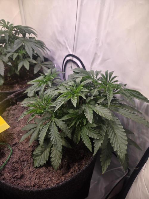 Dark Matter x Black Magic | Potion 🇺🇸. Week 4