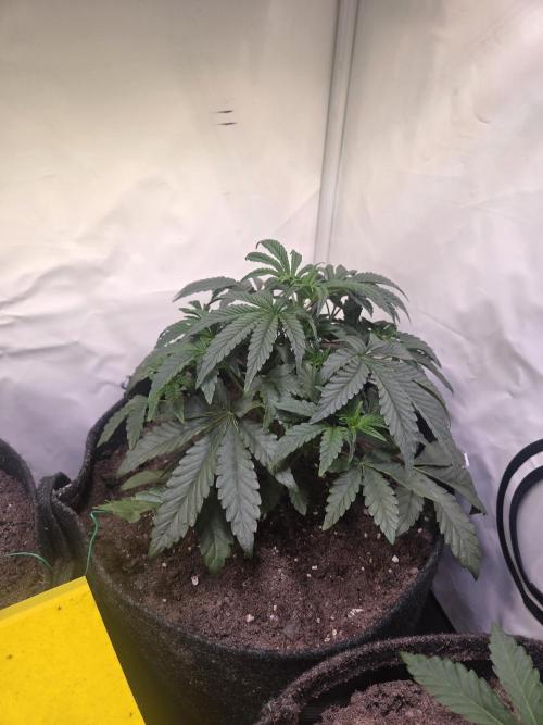 Dark Matter x Black Magic | Potion 🇺🇸. Week 4
