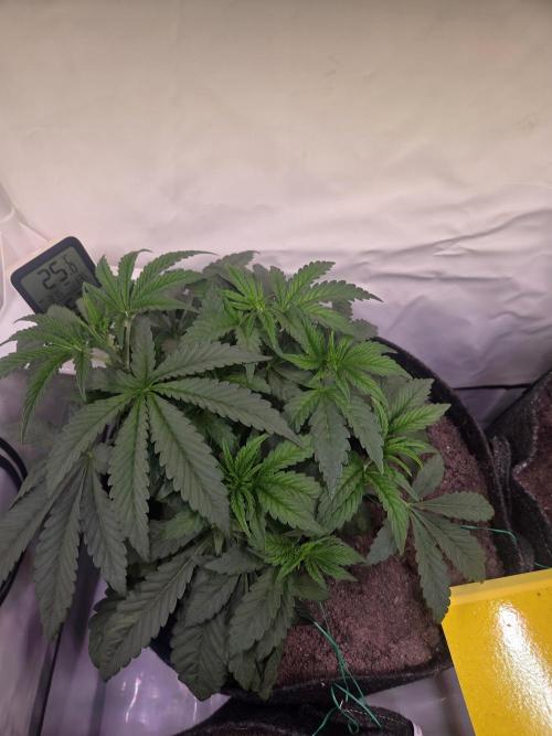 Dark Matter x Black Magic | Potion 🇺🇸. Week 4