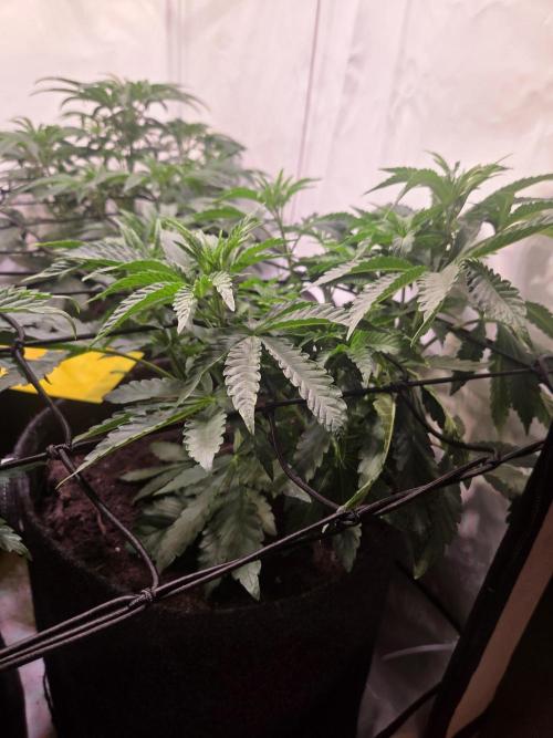 Dark Matter x Black Magic | Potion 🇺🇸. Week 5