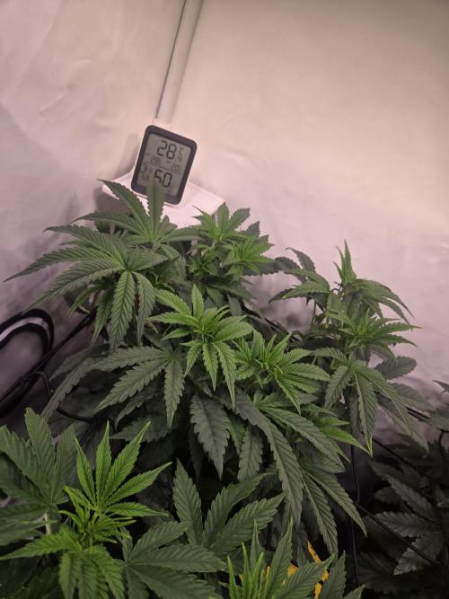 Potion. Week 5
