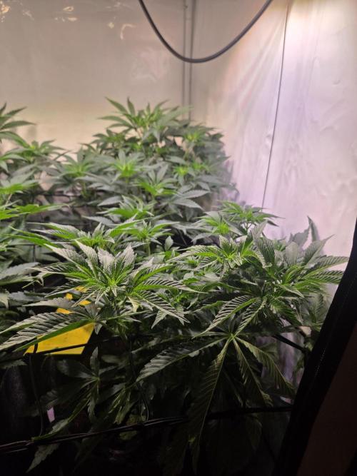 Dark Matter x Black Magic | Potion 🇺🇸. Week 6