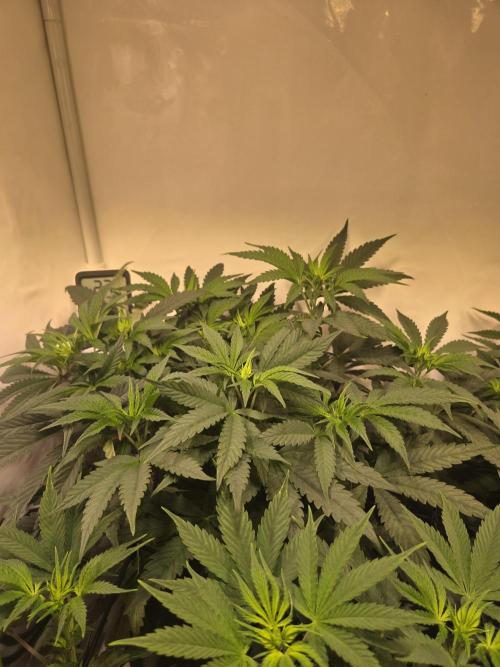 Dark Matter x Black Magic | Potion 🇺🇸. Week 6