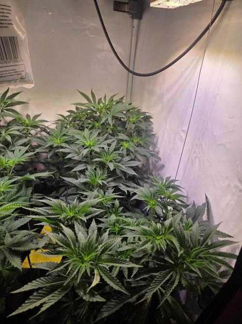 Potion. Week 6