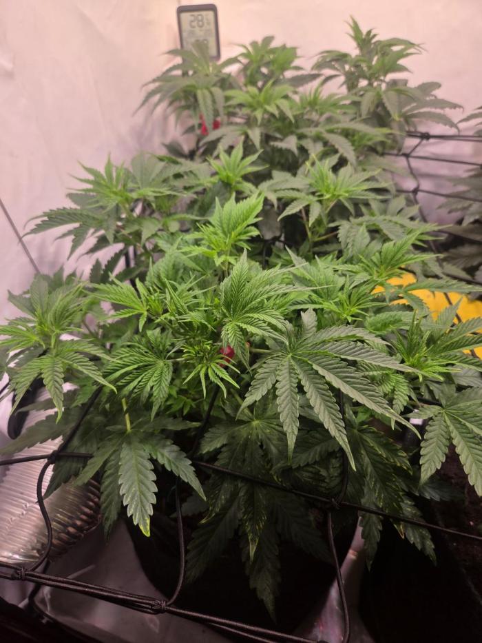 Zerbert x Fresca Melon 🌱. Week 5