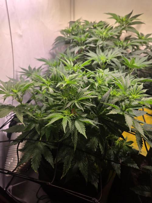 Zerbert x Fresca Melon 🌱. Week 6