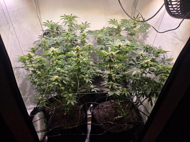 Zerbert x Fresca Melon 🌱. Week 9