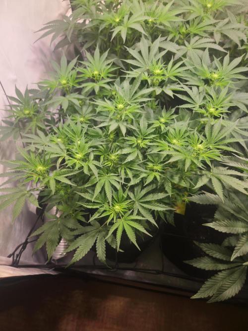 Potion. Week 7