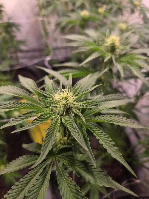 Potion. Week 8