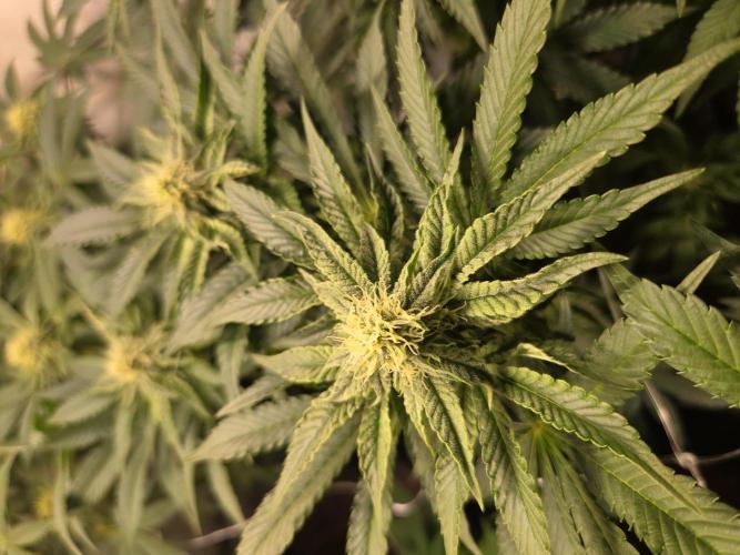 Dark Matter x Black Magic | Potion 🇺🇸. Week 9