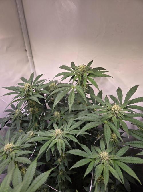 Dark Matter x Black Magic | Potion 🇺🇸. Week 9
