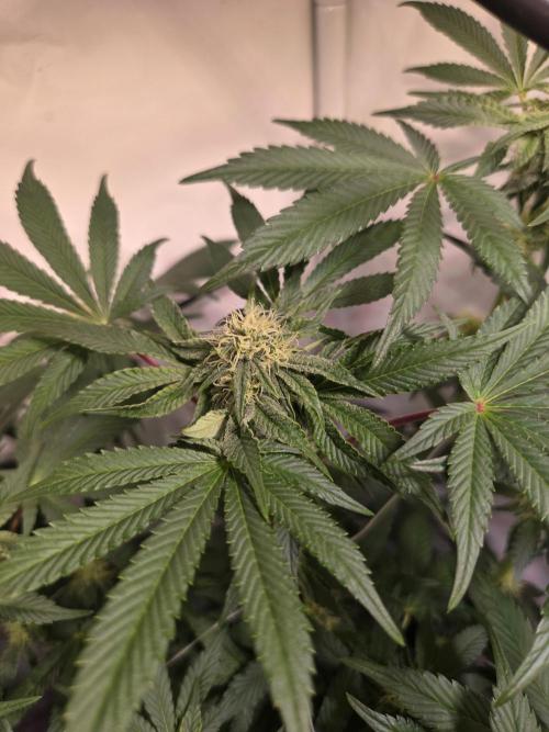 Potion. Week 9
