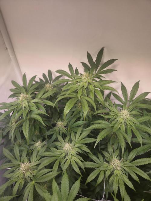 Dark Matter x Black Magic | Potion 🇺🇸. Week 10