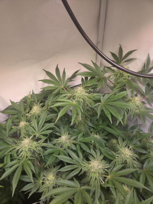 Dark Matter x Black Magic | Potion 🇺🇸. Week 10