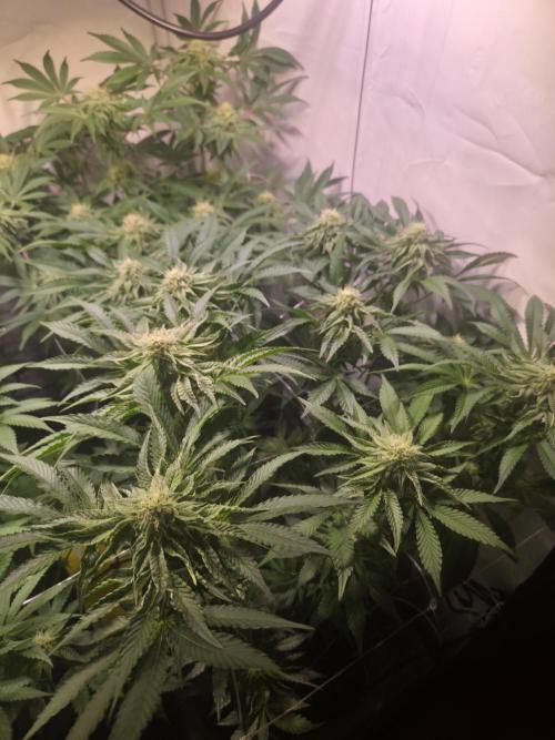 Dark Matter x Black Magic | Potion 🇺🇸. Week 10