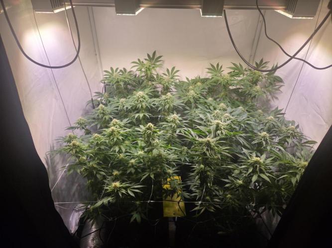 Dark Matter x Black Magic | Potion 🇺🇸. Week 10
