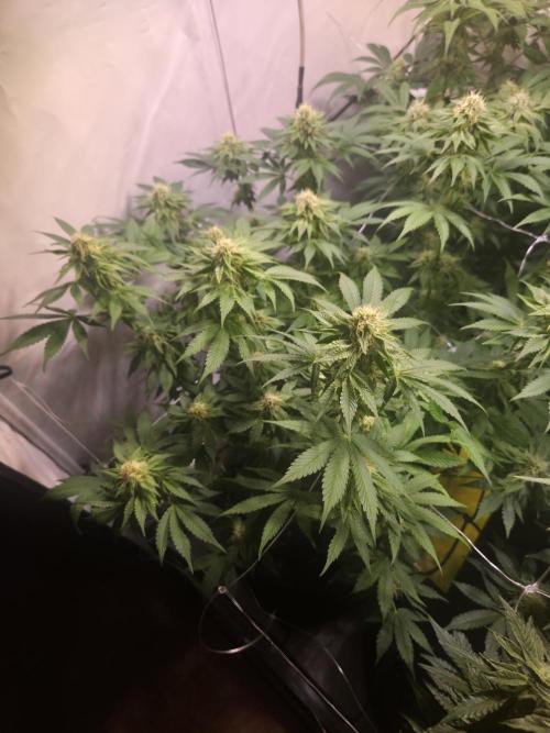 Zerbert x Fresca Melon 🌱. Week 10