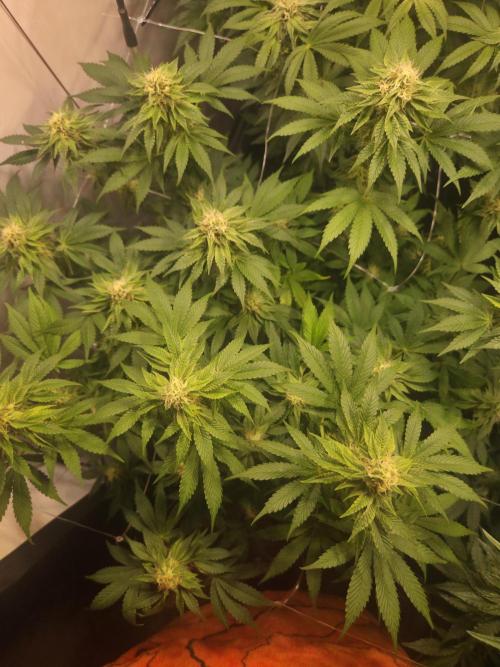 Zerbert x Fresca Melon 🌱. Week 10