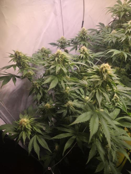Zerbert x Fresca Melon 🌱. Week 10