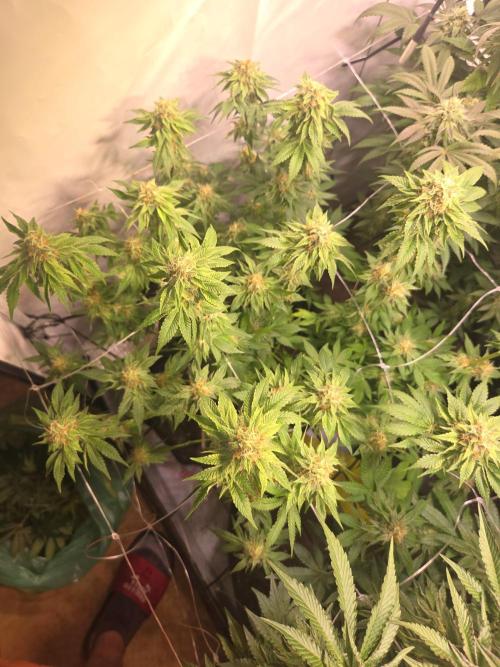 Zerbert x Fresca Melon 🌱. Week 11