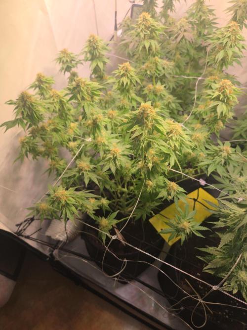 Zerbert x Fresca Melon 🌱. Week 11