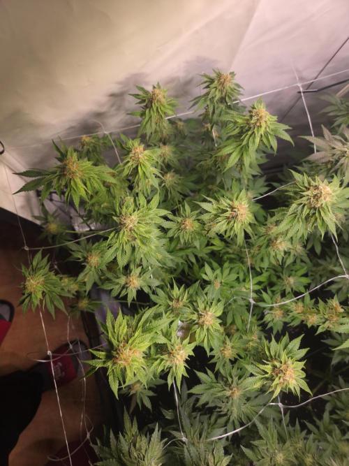 Zerbert x Fresca Melon 🌱. Week 11