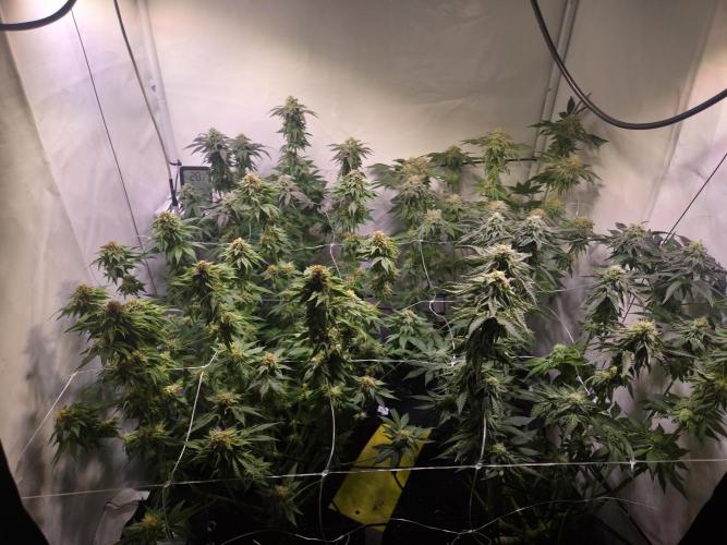 Dark Matter x Black Magic | Potion 🇺🇸. Week 11