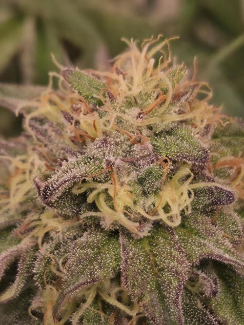 Dark Matter x Black Magic | Potion 🇺🇸. Week 11