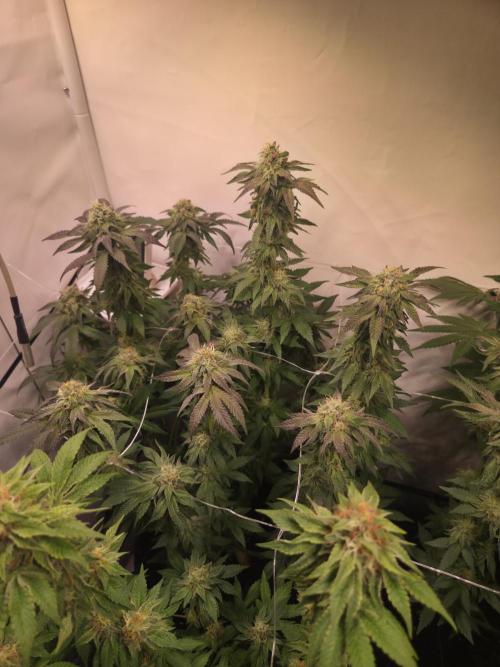 Dark Matter x Black Magic | Potion 🇺🇸. Week 11