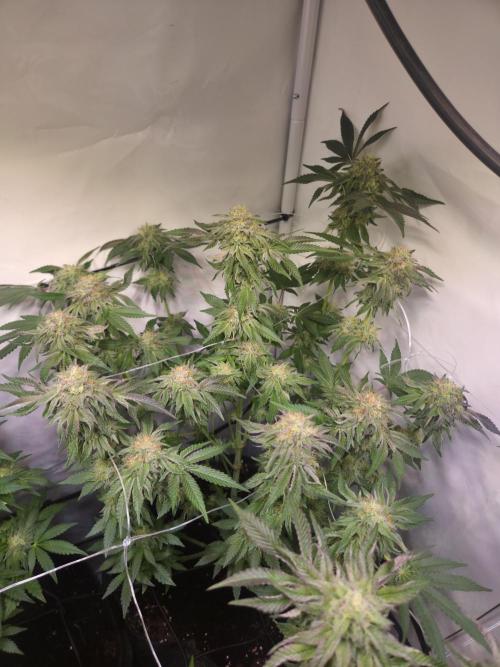 Dark Matter x Black Magic | Potion 🇺🇸. Week 11