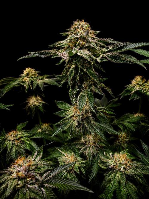 Dark Matter x Black Magic | Potion 🇺🇸. Week 11
