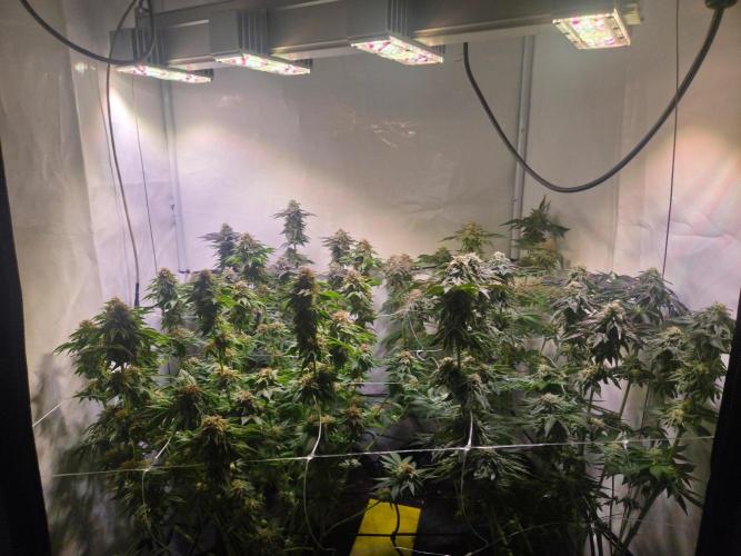 Dark Matter x Black Magic | Potion 🇺🇸. Week 12