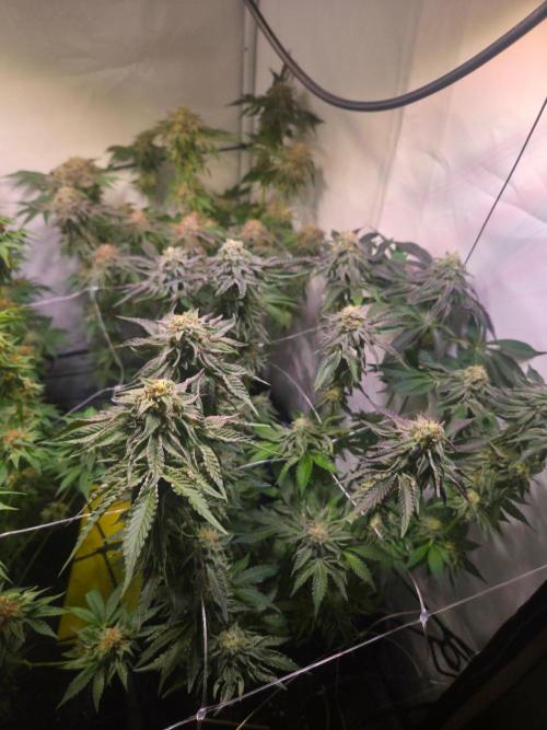 Dark Matter x Black Magic | Potion 🇺🇸. Week 12