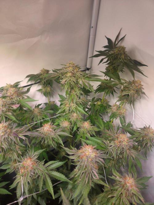 Dark Matter x Black Magic | Potion 🇺🇸. Week 12