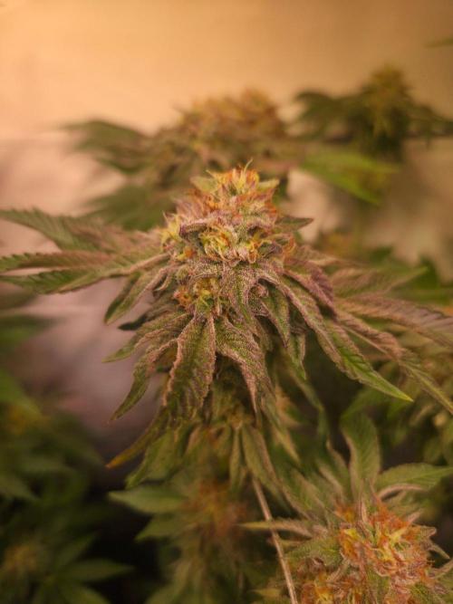 Dark Matter x Black Magic | Potion 🇺🇸. Week 12