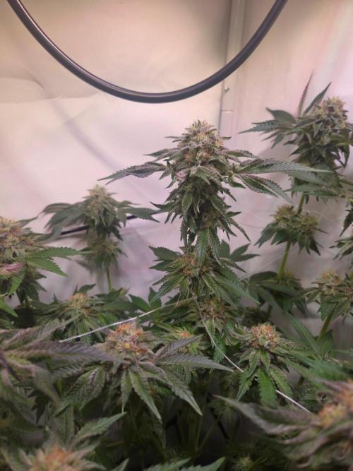 Dark Matter x Black Magic | Potion 🇺🇸. Week 12