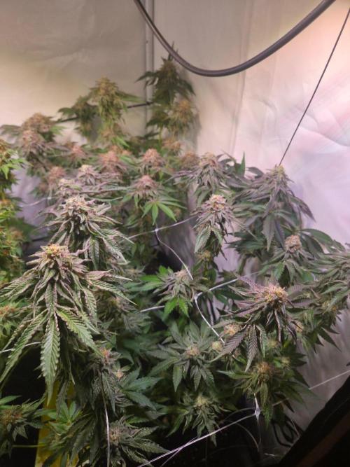 Dark Matter x Black Magic | Potion 🇺🇸. Week 13
