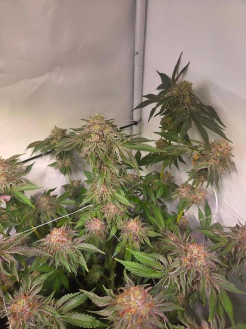 Dark Matter x Black Magic | Potion 🇺🇸. Week 13