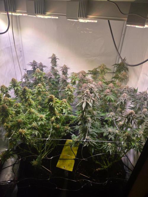 Dark Matter x Black Magic | Potion 🇺🇸. Week 13