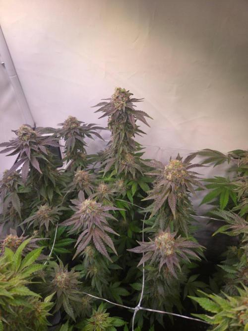 Dark Matter x Black Magic | Potion 🇺🇸. Week 13