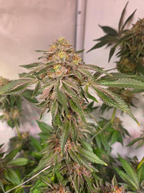 Dark Matter x Black Magic | Potion 🇺🇸. Week 13