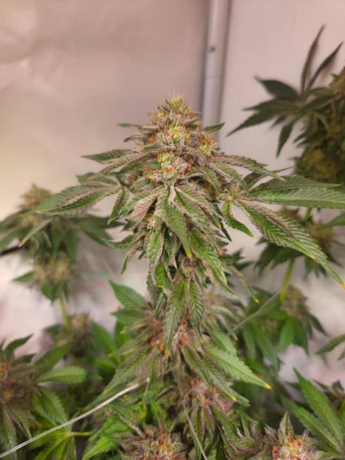 Dark Matter x Black Magic | Potion 🇺🇸. Week 13