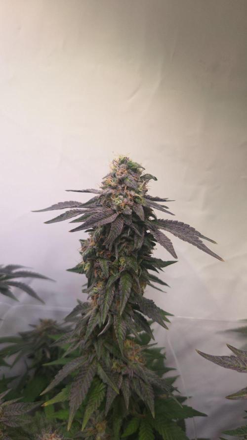 Dark Matter x Black Magic | Potion 🇺🇸. Week 13