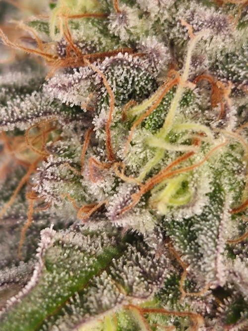 Dark Matter x Black Magic | Potion 🇺🇸. Week 13