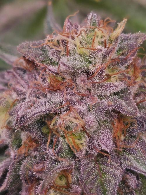 Dark Matter x Black Magic | Potion 🇺🇸. Week 13