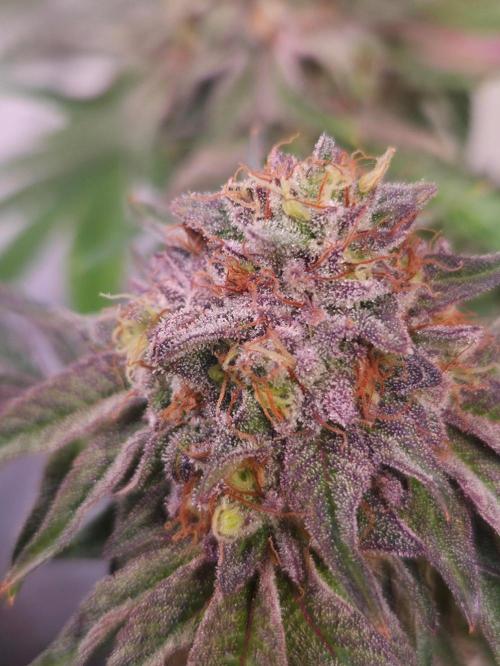 Dark Matter x Black Magic | Potion 🇺🇸. Week 13