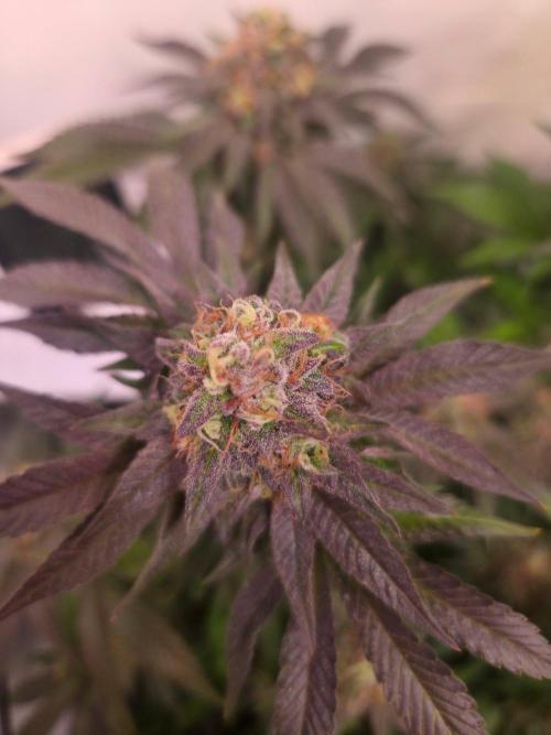 Dark Matter x Black Magic | Potion 🇺🇸. Week 13