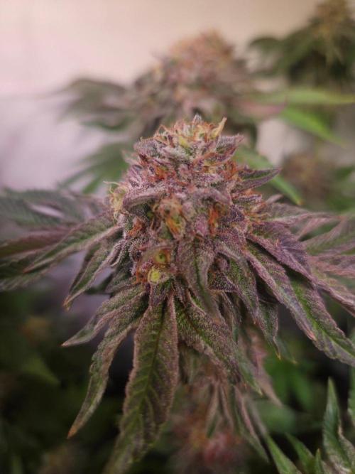 Dark Matter x Black Magic | Potion 🇺🇸. Week 13