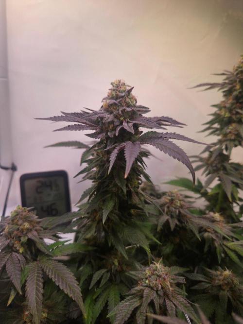 Dark Matter x Black Magic | Potion 🇺🇸. Week 13